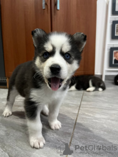 Photo №3. Siberian Husky puppy. Austria