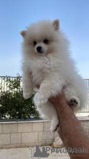 Photo №3. German Spitz Puppies. Germany