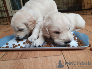 Photo №4. I will sell golden retriever in the city of Hengelo. private announcement - price - 370$