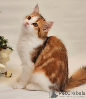 Photo №1. siberian cat - for sale in the city of Vienna | 317$ | Announcement № 88483