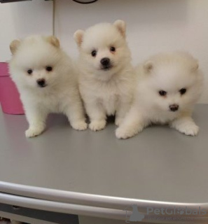 Photo №1. pomeranian - for sale in the city of Cologne | 211$ | Announcement № 82842