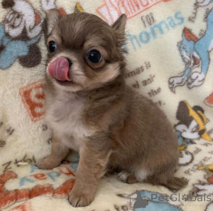 Photo №2 to announcement № 160211 for the sale of chihuahua - buy in United States breeder