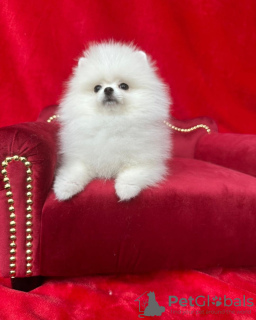 Photo №4. I will sell pomeranian in the city of Cologne. private announcement - price - 280$