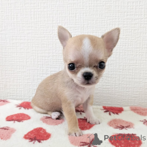 Photo №2 to announcement № 163639 for the sale of chihuahua - buy in Finland private announcement, from the shelter