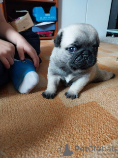 Photo №1. pug - for sale in the city of Братислава | Is free | Announcement № 68218