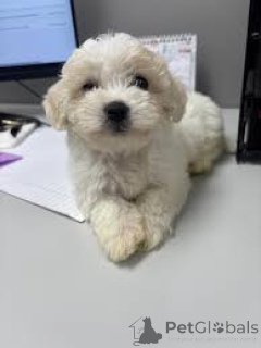 Photo №3. Bichon Frise puppies for sale. United Kingdom
