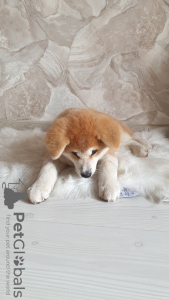 Additional photos: Akita Inu puppy