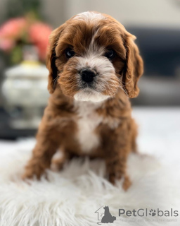 Photo №1. non-pedigree dogs - for sale in the city of Munich | negotiated | Announcement № 168627