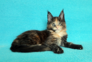 Photo №2 to announcement № 6264 for the sale of maine coon - buy in Russian Federation from nursery