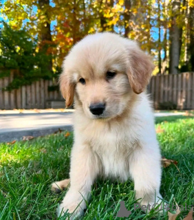 Photo №3. Giant schnauzer puppies zur Adoption. Germany
