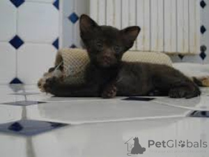 Photo №2 to announcement № 165843 for the sale of havana brown - buy in Belgium private announcement, breeder