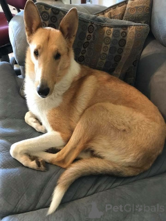 Photo №2 to announcement № 157828 for the sale of rough collie - buy in Germany from the shelter, breeder