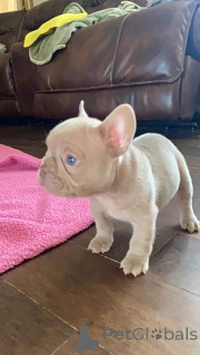 Photo №3. French bulldog puppy for sale. Belgium