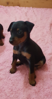 Photo №2 to announcement № 3524 for the sale of miniature pinscher - buy in Belarus breeder
