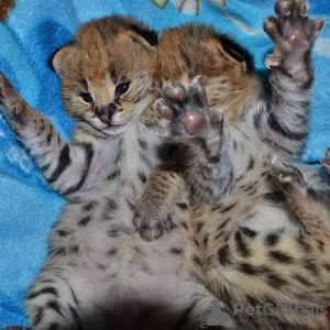Photo №1. savannah cat - for sale in the city of Bergen | negotiated | Announcement № 99644