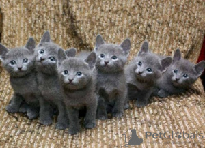 Photo №1. russian blue - for sale in the city of Munich | negotiated | Announcement № 109234