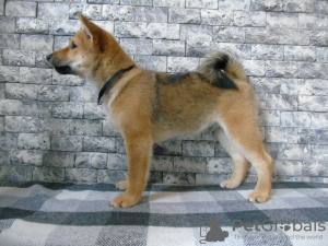 Photo №1. shiba inu - for sale in the city of Mariupol | negotiated | Announcement № 14925
