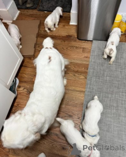 Photo №3. Gut sozialisierte Clumber-Spaniel-Welpen... Kontaktieren Sie mich per WhatsApp. Germany