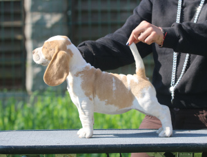 Photo №1. beagle - for sale in the city of Minsk | 599$ | Announcement № 2902