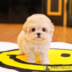 Photo №2 to announcement № 151801 for the sale of maltipu - buy in United States breeder