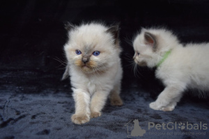 Photo №1. ragdoll - for sale in the city of Dos Hermanas | 370$ | Announcement № 121788