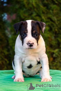 Photo №2 to announcement № 72136 for the sale of american staffordshire terrier - buy in Russian Federation from nursery
