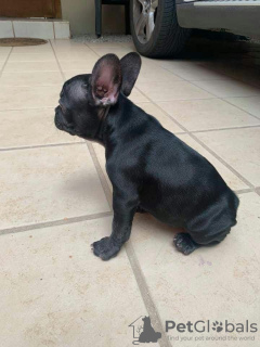 Photo №2 to announcement № 127358 for the sale of french bulldog - buy in Germany private announcement