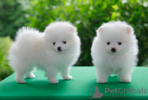 Photo №2 to announcement № 89703 for the sale of pomeranian - buy in Germany private announcement