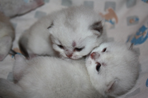 Photo №3. Scottish kittens. Russian Federation