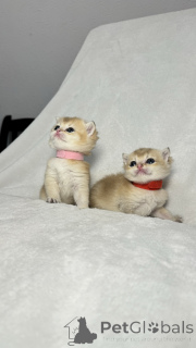 Photo №2 to announcement № 138588 for the sale of chinchilla cat - buy in Uzbekistan private announcement