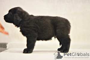 Photo №2 to announcement № 30089 for the sale of buryat-mongolian wolfhound - buy in Russian Federation private announcement, from nursery