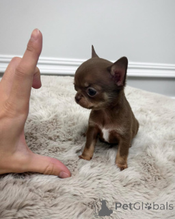 Photo №1. chihuahua - for sale in the city of Rijeka crnojevića | 424$ | Announcement № 152461