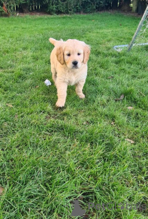 Photo №2 to announcement № 146114 for the sale of labrador retriever - buy in Lithuania breeder