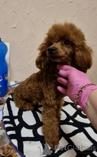 Photo №3. Toy poodle adult girl. Ukraine