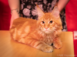 Photo №4. I will sell maine coon in the city of Kostroma. private announcement, breeder - price - Negotiated