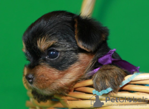 Photo №2 to announcement № 26213 for the sale of yorkshire terrier - buy in Russian Federation 