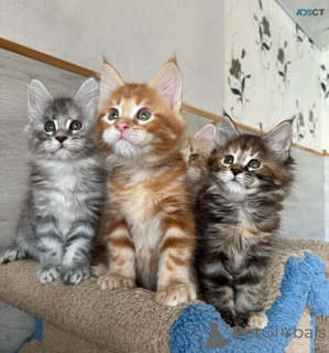 Photo №1. maine coon - for sale in the city of Philippsburg | negotiated | Announcement № 169469