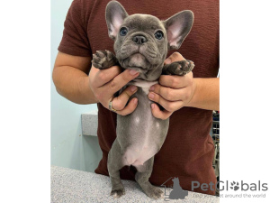 Photo №1. french bulldog - for sale in the city of Москва | negotiated | Announcement № 9931
