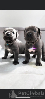 Photo №1. cane corso - for sale in the city of Nottingham | 395$ | Announcement № 18159