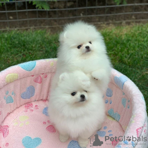 Photo №4. I will sell pomeranian in the city of Freiburg im Breisgau. private announcement - price - 380$