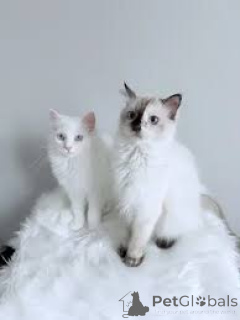 Photo №1. turkish angora - for sale in the city of Brussels | 516$ | Announcement № 166617