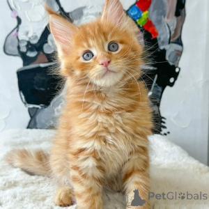 Photo №3. Meet our stunning Maine Coon kittens Business whatsapp447400576553. Hungary