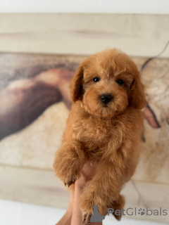 Photo №4. I will sell otterhound in the city of Belgrade.  - price - negotiated