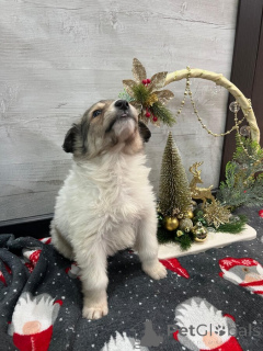 Photo №4. I will sell non-pedigree dogs in the city of Mineral waters. private announcement - price - Is free