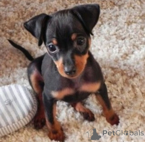 Photo №3. Two Doberman Pinscher Pups. Germany