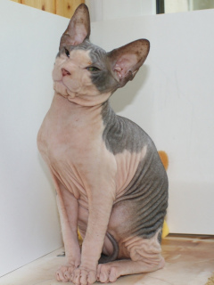 Photo №2 to announcement № 2731 for the sale of donskoy cat - buy in Russian Federation from nursery, breeder