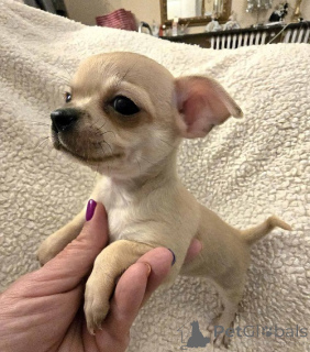 Photo №3. EXTRA small Chihuahua puppies. Serbia