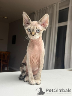 Photo №1. devon rex - for sale in the city of Bonaduts | 361$ | Announcement № 178737