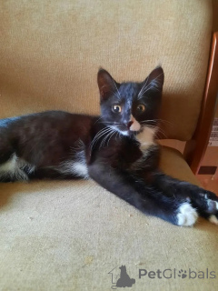 Photo №4. I will sell  in the city of Moscow river. private announcement - price - Is free