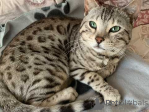Photo №1. bengal cat - for sale in the city of Gorno-Altaysk | 5$ | Announcement № 12210
